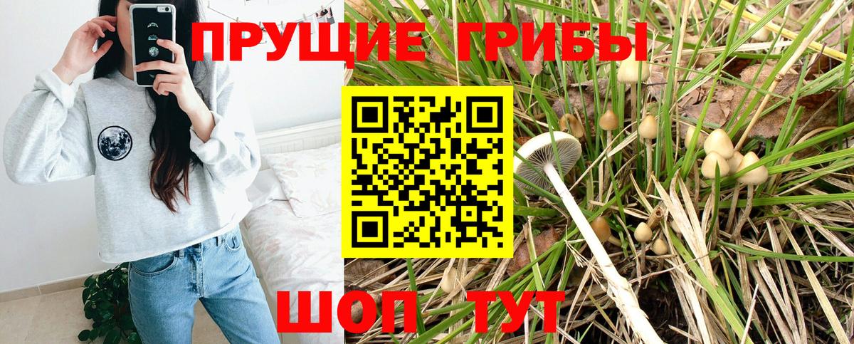 Жигулёвск  Галлюциногенные грибы Psilocybe  Вход с VPN 